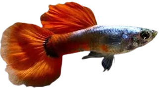 Platinum Red Guppy